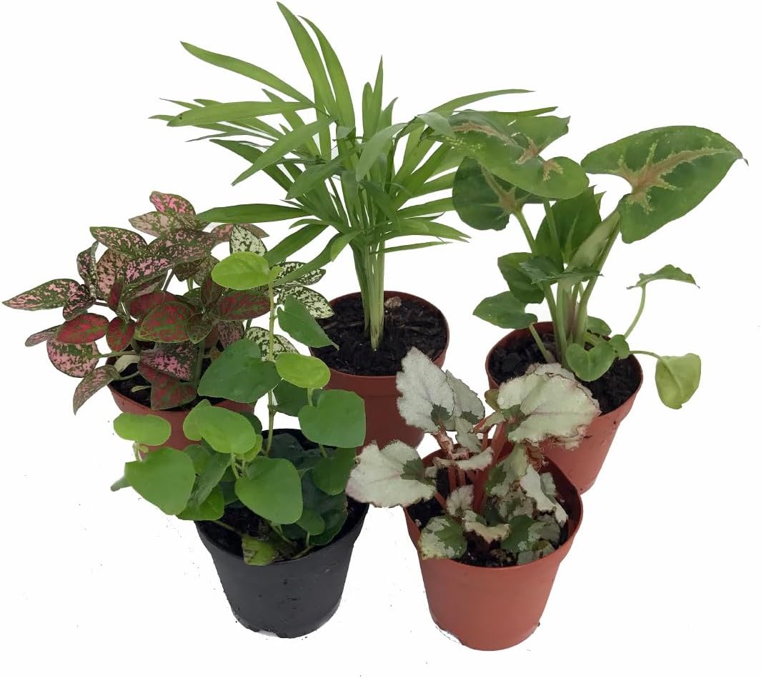Hirt's Terrarium Kit with 5 Terrarium Plants and 5 Ferns